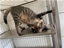 【待認養】混種貓 貓 (女生) - 屏東縣公立犬貓中途之家