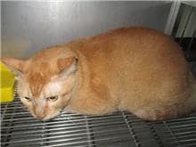 【待認養】混種貓 貓 (男生) - 桃園市動物保護教育園區