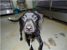 【待認養】混種犬 狗 (男生) - 臺北市動物之家