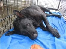 【待認養】混種犬 狗 (男生) - 桃園市動物保護教育園區