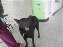 【待認養】混種犬 狗 (男生) - 桃園市動物保護教育園區