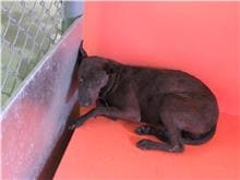 【待認養】混種犬 狗 (女生) - 新竹市動物保護教育園區