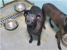 【待認養】混種犬 狗 (男生) - 臺北市動物之家