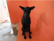 【待認養】混種犬 狗 (女生) - 新竹市動物保護教育園區