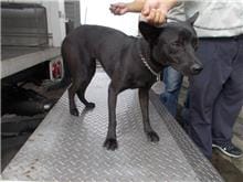 【待認養】混種犬 狗 (男生) - 南投縣公立動物收容所