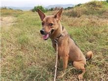 【待認養】混種犬 狗 (女生) - 南投縣公立動物收容所