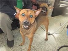 【待認養】混種犬 狗 (男生) - 桃園市動物保護教育園區