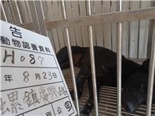 【待認養】混種犬 狗 (女生) - 雲林縣流浪動物收容所