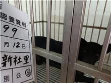 【待認養】混種犬 狗 (女生) - 雲林縣流浪動物收容所