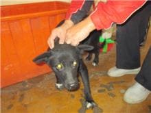 【待認養】混種犬 狗 (女生) - 桃園市動物保護教育園區