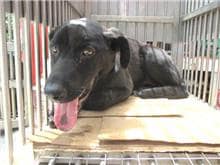 【待認養】混種犬 狗 (男生) - 桃園市動物保護教育園區