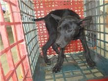 【待認養】混種犬 狗 (女生) - 桃園市動物保護教育園區