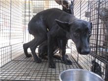 【待認養】混種犬 狗 (女生) - 桃園市動物保護教育園區
