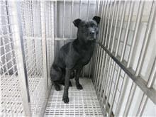 【待認養】混種犬 狗 (男生) - 南投縣公立動物收容所
