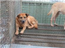 【待認養】混種犬 狗 (男生) - 新竹市動物保護教育園區