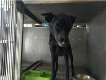 【待認養】混種犬 狗 (女生) - 金門縣動物收容中心