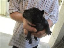 【待認養】混種犬 狗 (男生) - 桃園市動物保護教育園區