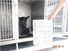 【待認養】混種犬 狗 (男生) - 雲林縣流浪動物收容所