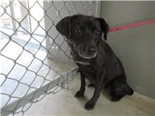 【待認養】混種犬 狗 (女生) - 新竹市動物保護教育園區