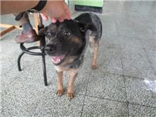 【待認養】混種犬 狗 (女生) - 桃園市動物保護教育園區