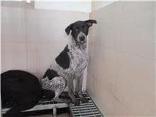 【待認養】混種犬 狗 (男生) - 南投縣公立動物收容所