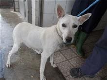 【待認養】混種犬 狗 (女生) - 南投縣公立動物收容所