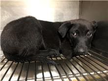 【待認養】混種犬 狗 (男生) - 臺北市動物之家