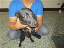 【待認養】混種犬 狗 (女生) - 桃園市動物保護教育園區