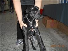 【待認養】混種犬 狗 (女生) - 桃園市動物保護教育園區