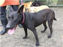 【待認養】混種犬 狗 (女生) - 臺北市動物之家