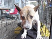 【待認養】混種犬 狗 (男生) - 桃園市動物保護教育園區