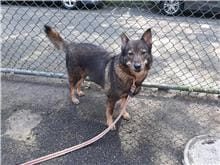 【待認養】混種犬 狗 (女生) - 臺北市動物之家