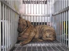 【待認養】混種犬 狗 (男生) - 桃園市動物保護教育園區