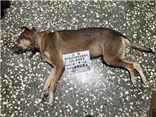 【待認養】混種犬 狗 (女生) - 雲林縣流浪動物收容所