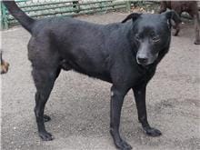 【待認養】混種犬 狗 (男生) - 臺北市動物之家