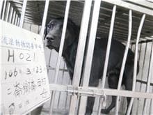 【待認養】混種犬 狗 (女生) - 雲林縣流浪動物收容所