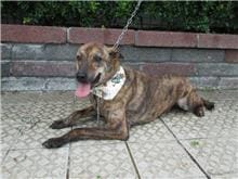 【待認養】混種犬 狗 (男生) - 南投縣公立動物收容所