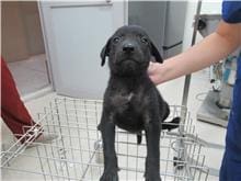 【待認養】混種犬 狗 (女生) - 新竹市動物保護教育園區