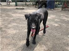 【待認養】混種犬 狗 (男生) - 臺北市動物之家