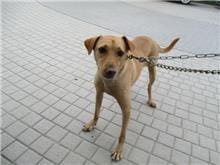 【待認養】混種犬 狗 (男生) - 桃園市動物保護教育園區