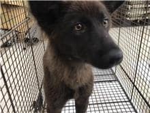 【待認養】混種犬 狗 (男生) - 金門縣動物收容中心