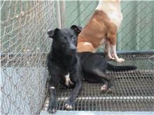 【待認養】混種犬 狗 (女生) - 新竹市動物保護教育園區