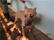 【待認養】混種犬 狗 (女生) - 桃園市動物保護教育園區