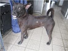 【待認養】混種犬 狗 (男生) - 南投縣公立動物收容所