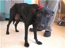 【待認養】混種犬 狗 (女生) - 新竹市動物保護教育園區