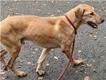 【待認養】混種犬 狗 (男生) - 臺北市動物之家