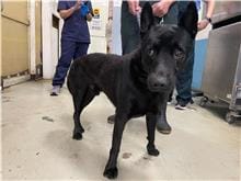 【待認養】混種犬 狗 (男生) - 臺北市動物之家