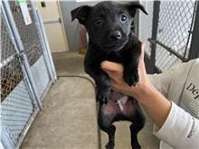 【待認養】混種犬 狗 (男生) - 新竹市動物保護教育園區