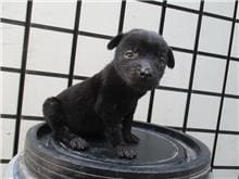 【待認養】混種犬 狗 (女生) - 南投縣公立動物收容所