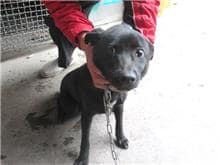 【待認養】混種犬 狗 (男生) - 桃園市動物保護教育園區